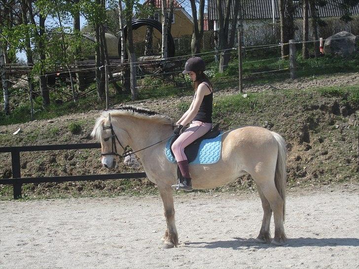 Fjordhest Susan Bøgevang billede 1