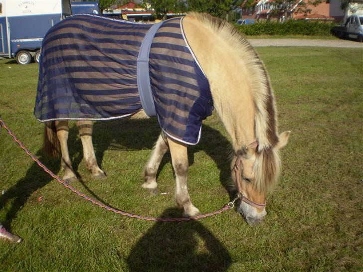 Fjordhest Susan Bøgevang - På børne dyrskue billede 5