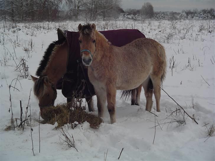 Fjordhest Søndergaard's Thor - December 2009 billede 10