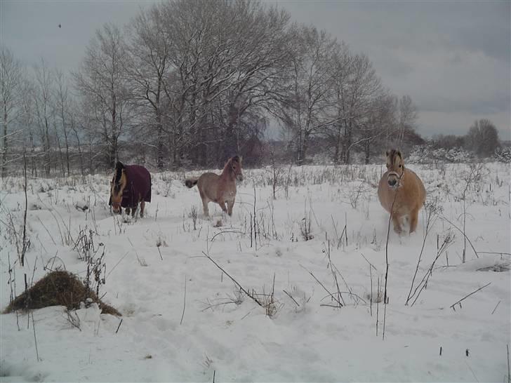 Fjordhest Søndergaard's Thor - Sabrina, Thor og hans bedste ven Gabby billede 11