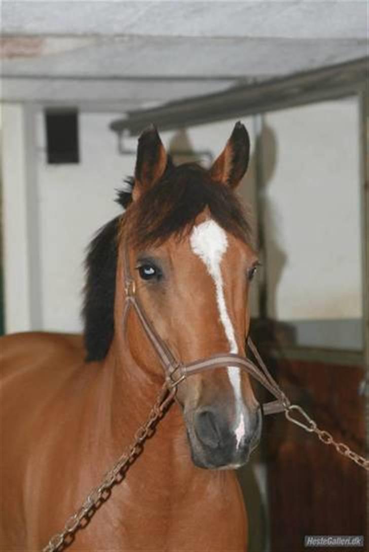 Anden særlig race Vestervangs Ib  - Velkommen til dejlige ibs profil, nyd den ;) billede 1