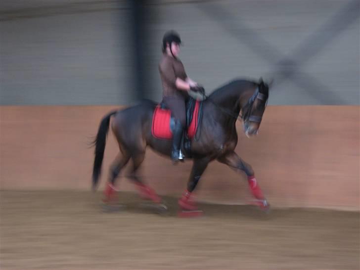 Dansk Varmblod Egelunds Seven R.I.P<3 - undskyld kvaliteten billede 17
