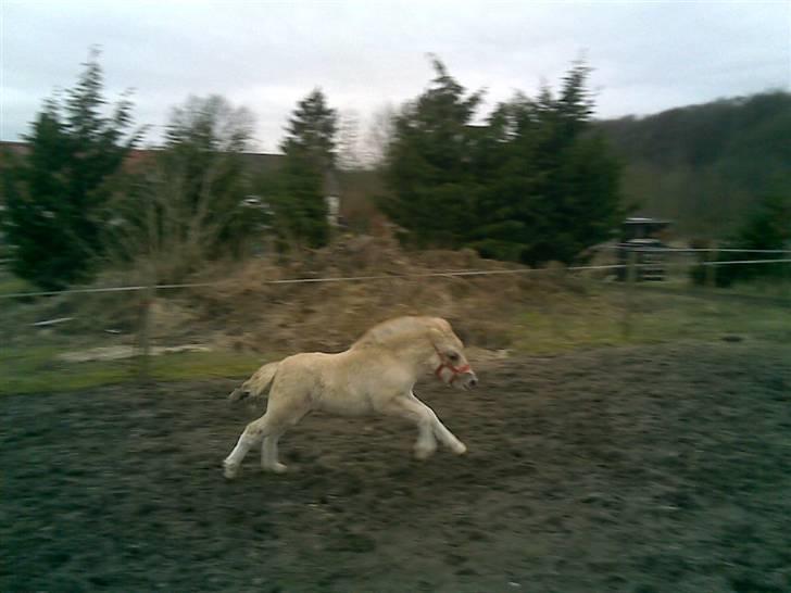 Anden særlig race • Daisy - Raketten! xD billede 7