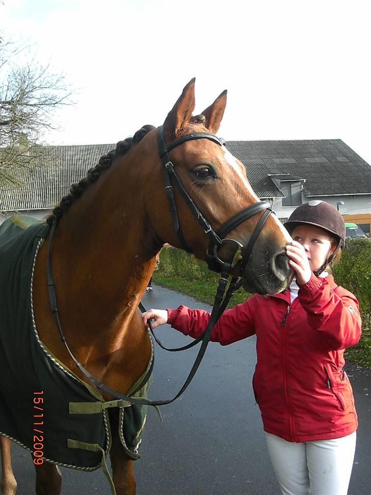 New Forest Stegstedgårds Top Marster billede 1