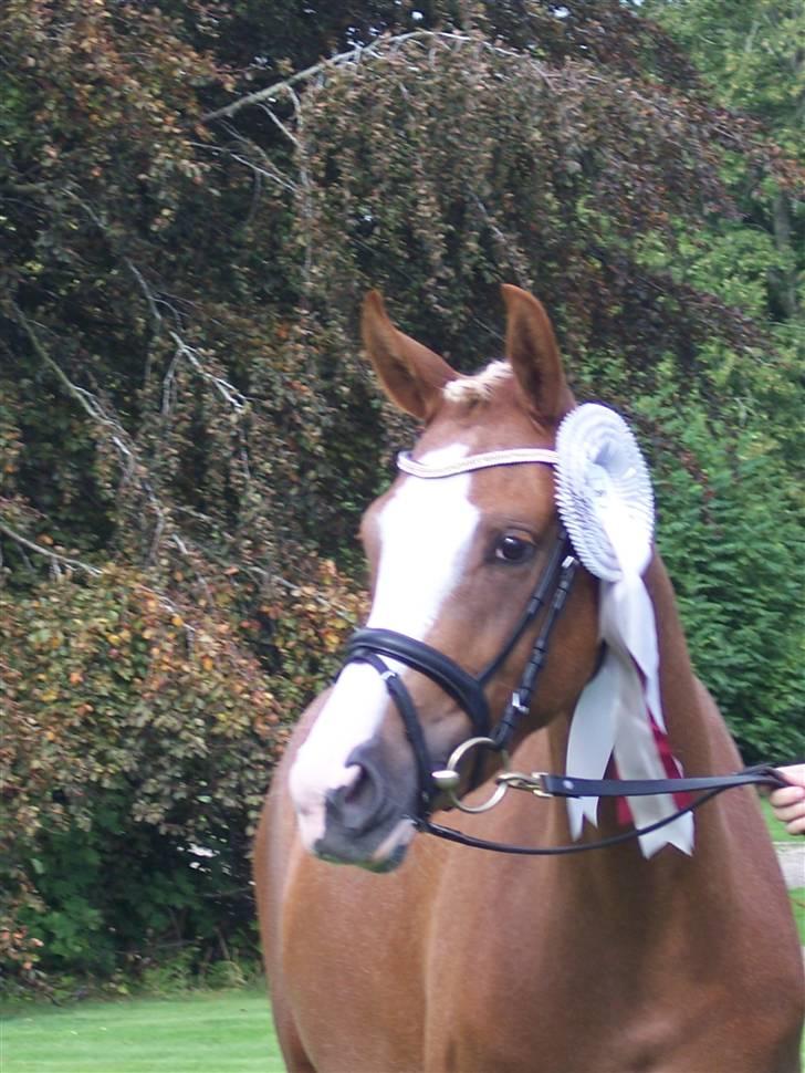 DSP Kentris Afrodite SRSDH billede 17