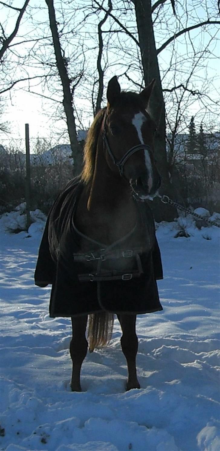 New Forest Stegstedgårds Top Marster billede 2