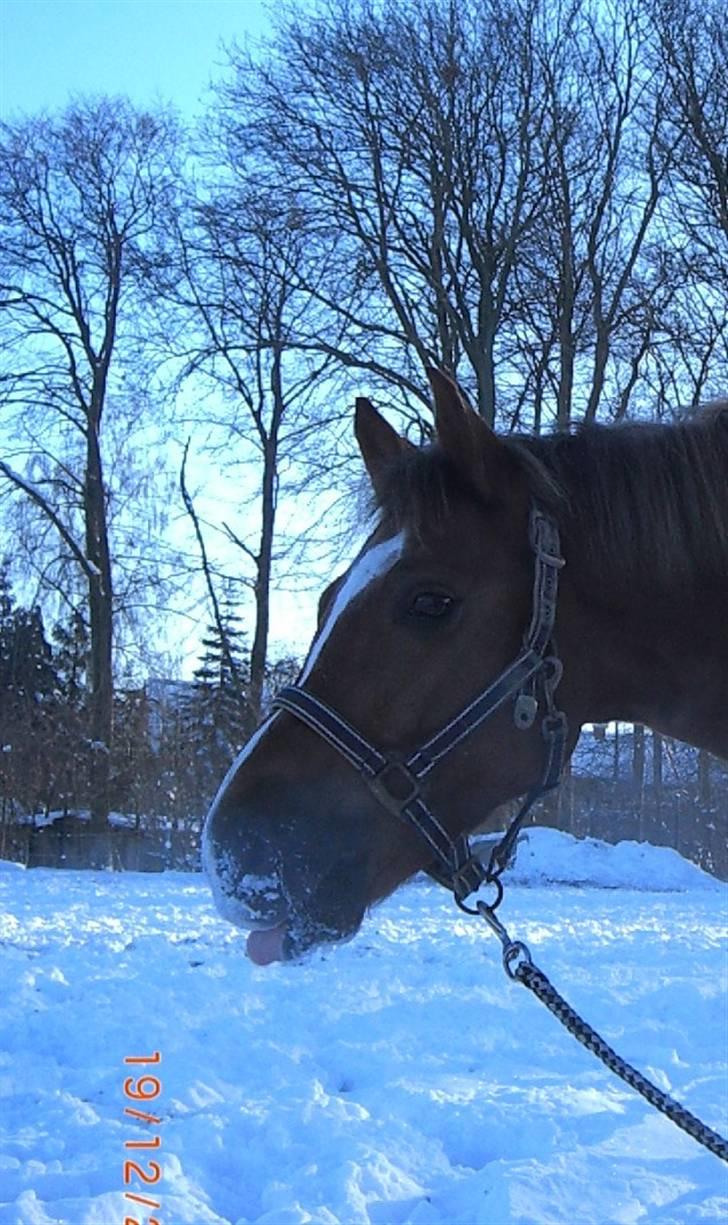 New Forest Stegstedgårds Top Marster billede 3