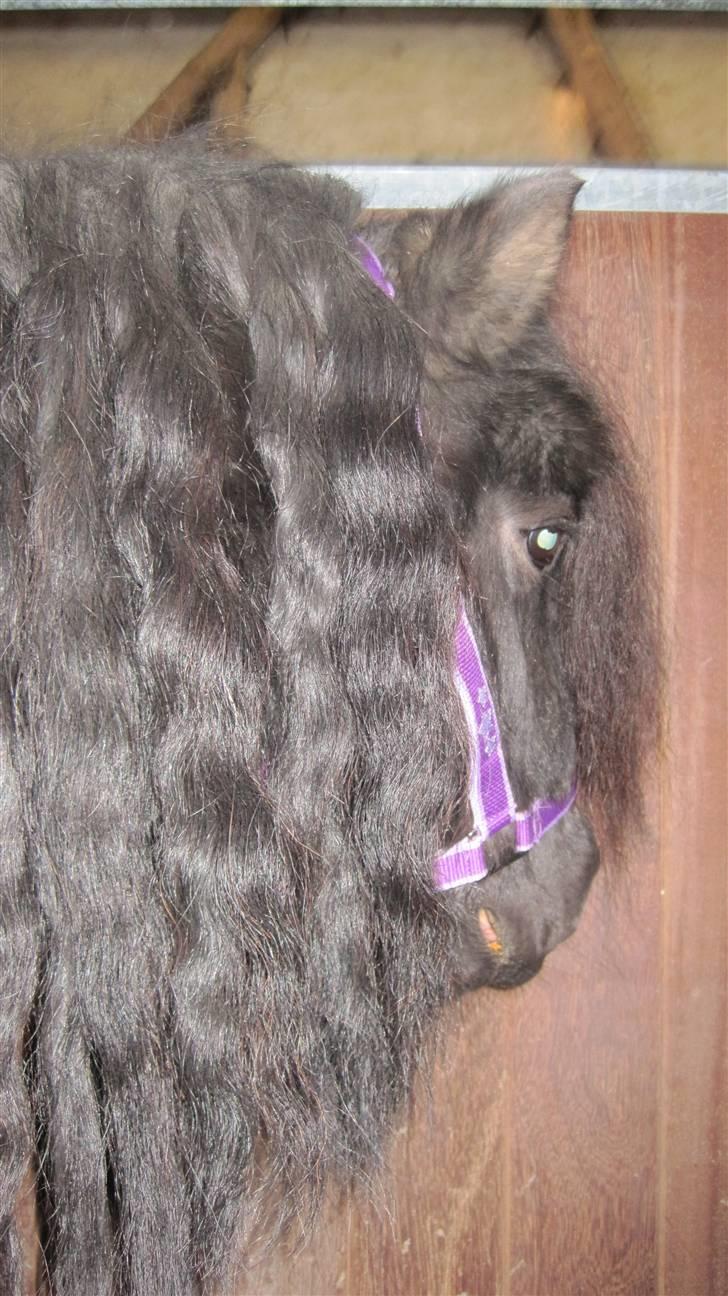 Shetlænder Freddy billede 1