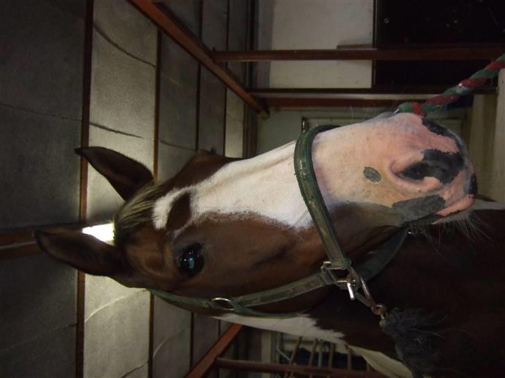 Anden særlig race Bakkegårdens Monique billede 5