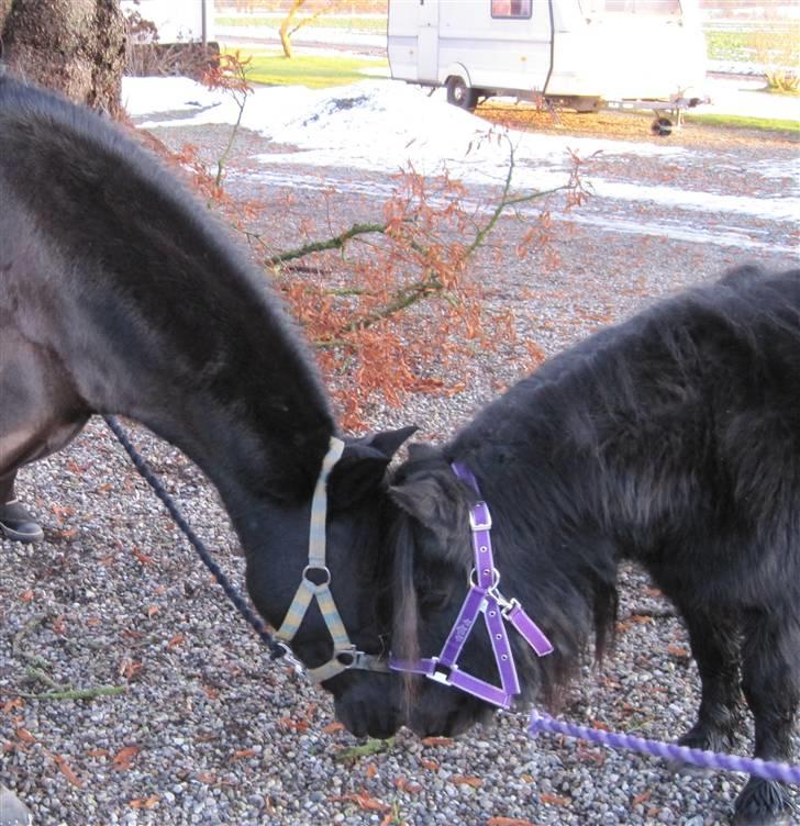 Shetlænder Freddy billede 2