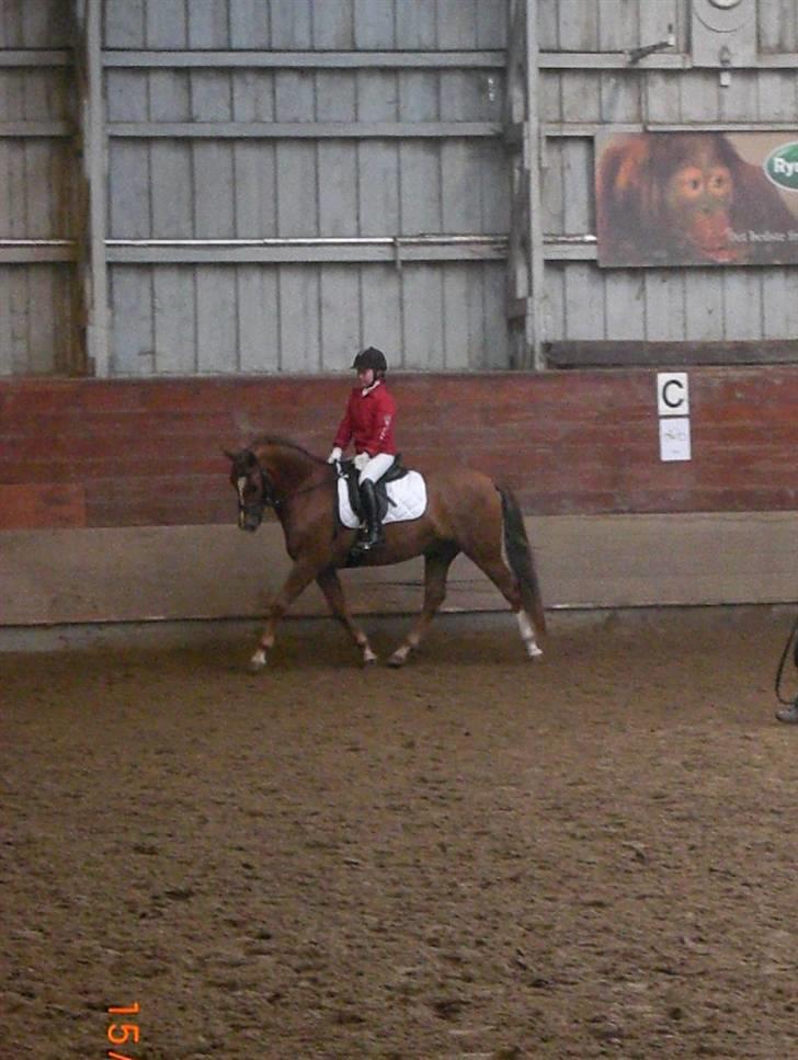 New Forest Stegstedgårds Top Marster billede 4