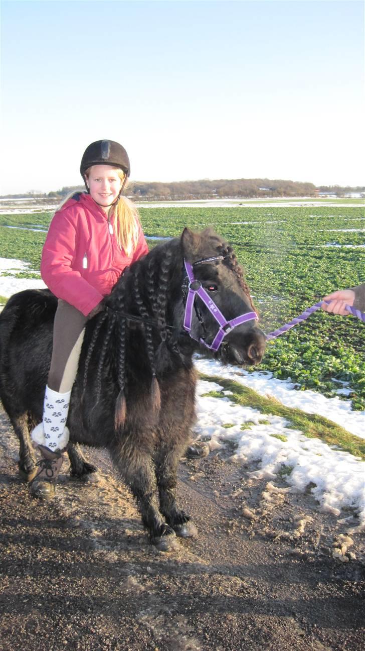 Shetlænder Freddy billede 3