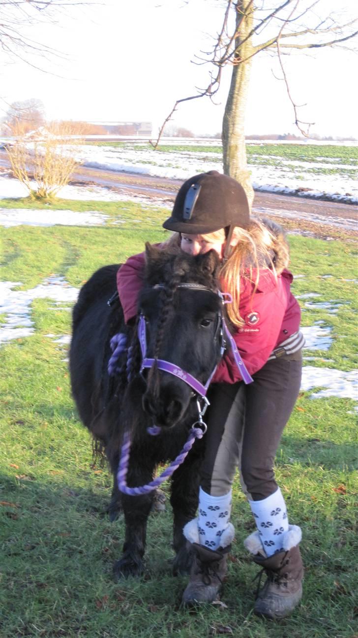 Shetlænder Freddy billede 4