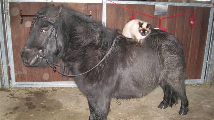 Shetlænder Freddy billede 5