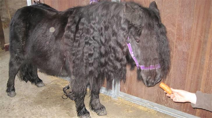 Shetlænder Freddy billede 6