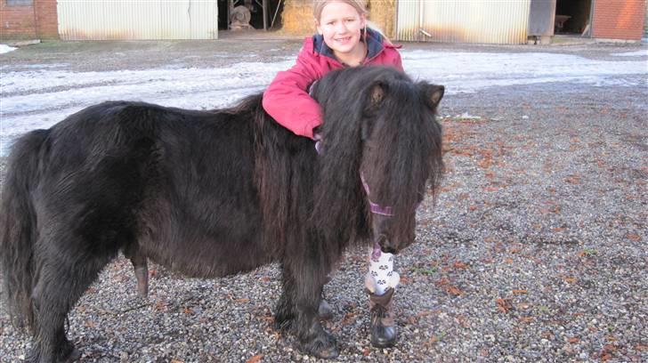 Shetlænder Freddy billede 7