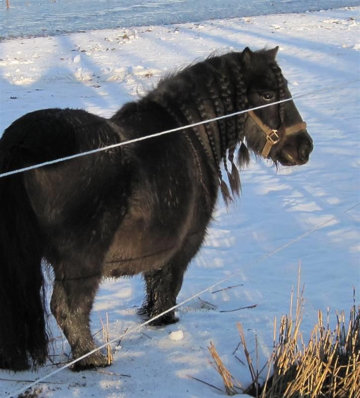 Shetlænder Freddy billede 8