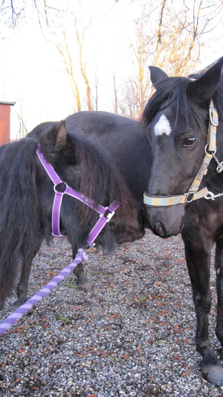 Shetlænder Freddy billede 9