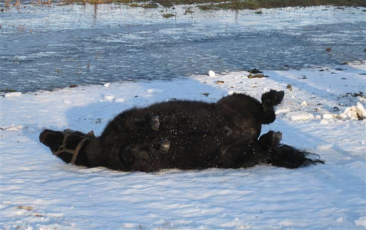 Shetlænder Freddy billede 10