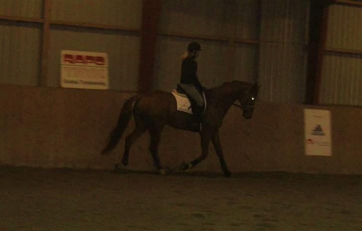 Dansk Varmblod Sion Lightfoot<3 - undskyld kvaliteten :( <3 billede 3