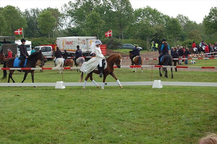 Welsh Mountain (sec A) Hunk - Solgt. - Fotograf : Jasmin Weiss billede 8