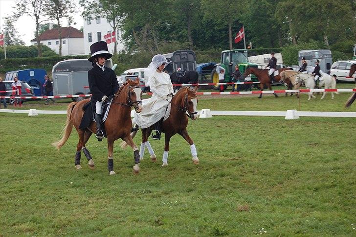 Welsh Mountain (sec A) Hunk - Solgt. - Fotograf : Jasmin Weiss billede 9