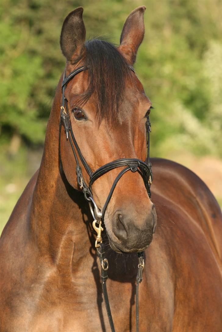 Oldenborg Gry ROL 8160 - 18 juni 2009 billede 1