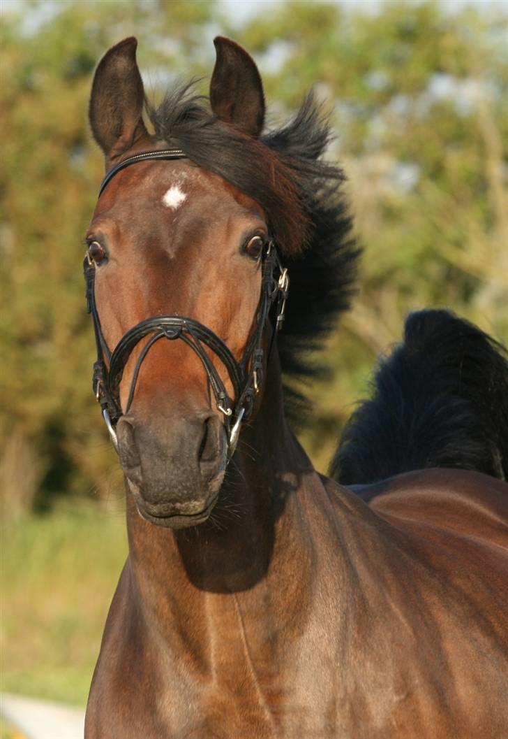 Oldenborg Gry ROL 8160 - 18 juni 2009 billede 2