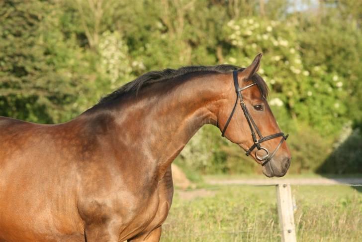 Oldenborg Gry ROL 8160 - 18 juni 2009 billede 4