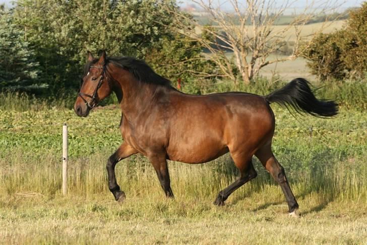 Oldenborg Gry ROL 8160 - 18 juni 2009 billede 5