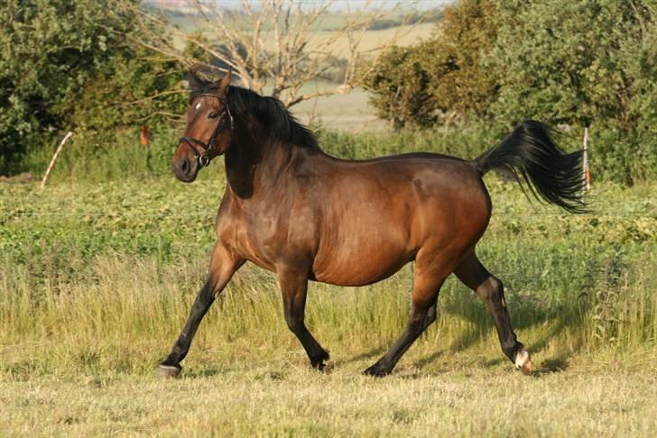 Oldenborg Gry ROL 8160 - 18 juni 2009 billede 6