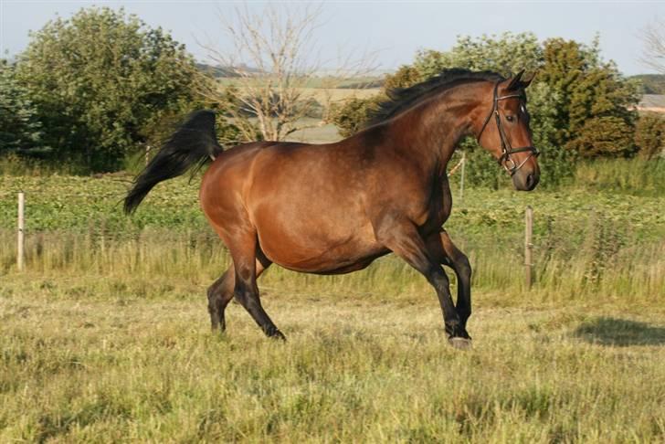 Oldenborg Gry ROL 8160 - 18 juni 2009 billede 7