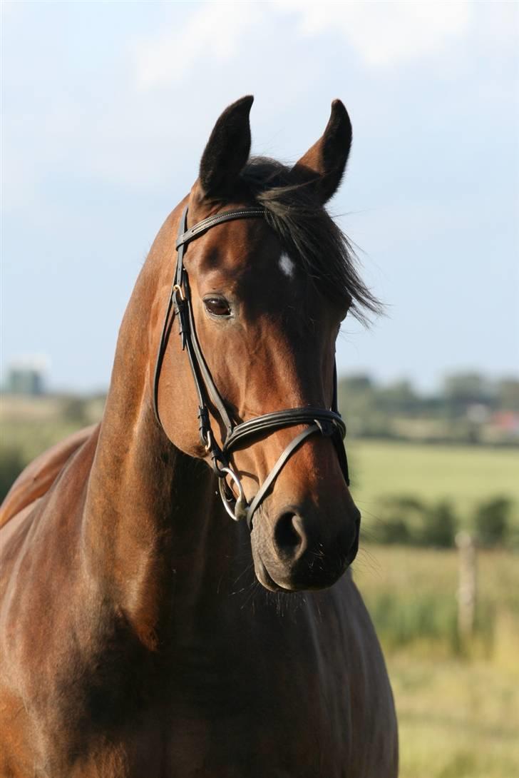 Oldenborg Gry ROL 8160 - 18 juni 2009 billede 8