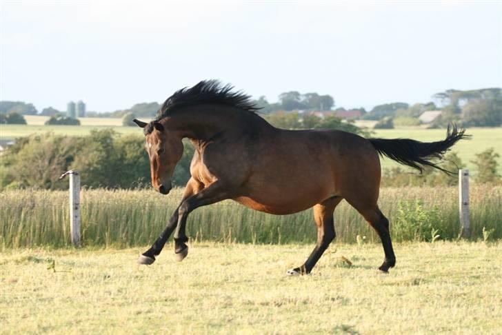 Oldenborg Gry ROL 8160 - 18 juni 2009 billede 9