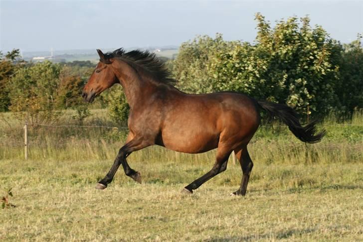 Oldenborg Gry ROL 8160 - 18 juni 2009 billede 10