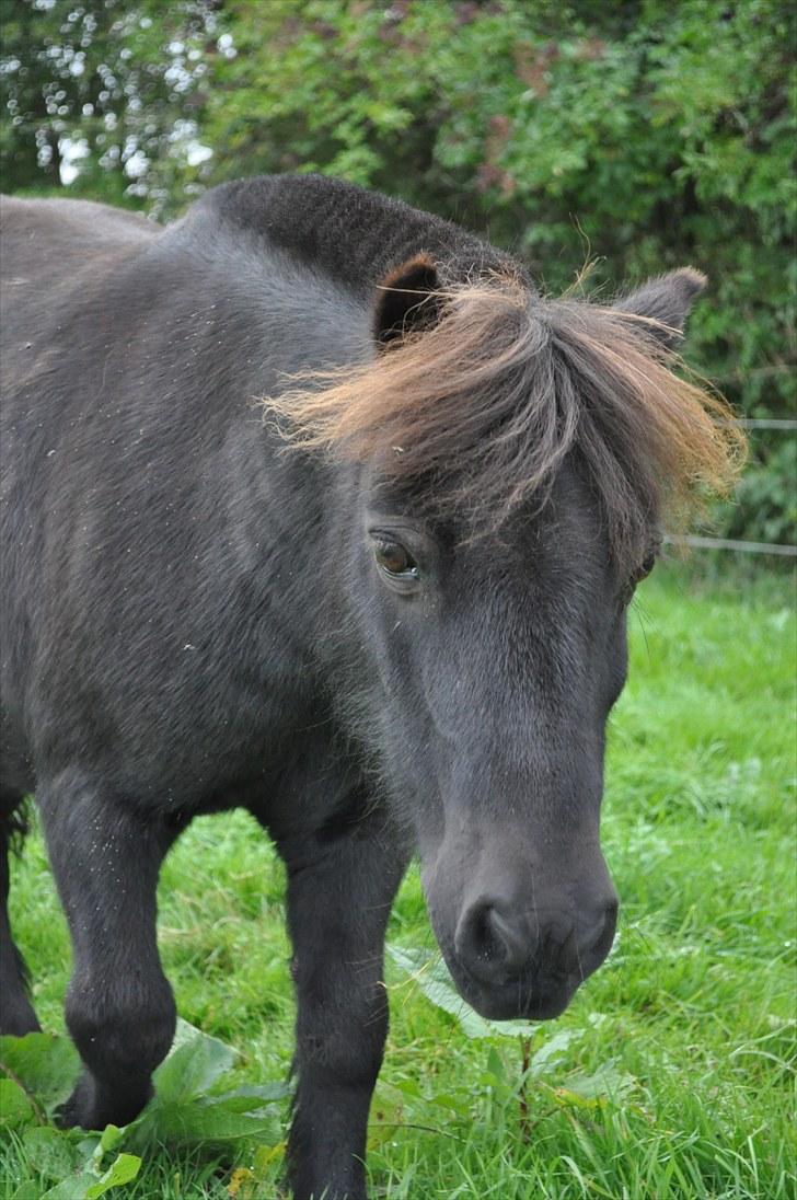 Shetlænder Speedy - 19) billede 19