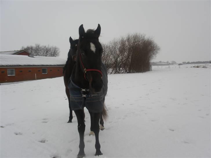 Traver precious pride - fordi du er min drømme hest<3 selv om du ikke er min<3 billede 14