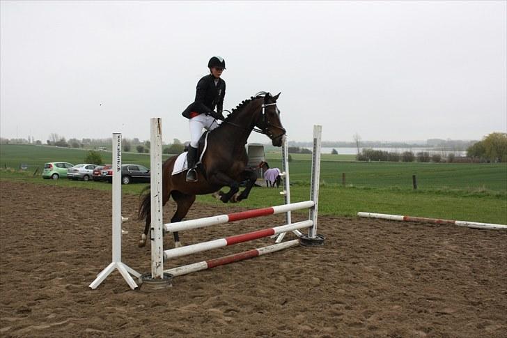 DSP Nørlunds Argentan SOLGT - til mit første stævne på opvarmningsbanen billede 2