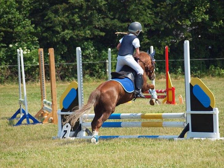 Welsh Mountain (sec A) Hunk - Solgt. billede 10