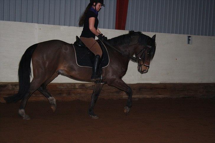 DSP Nørlunds Argentan SOLGT - dressur med mona  billede 3