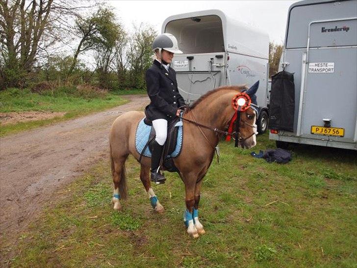Welsh Mountain (sec A) Hunk - Solgt. billede 11