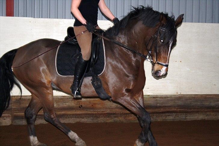 DSP Nørlunds Argentan SOLGT - se min dejlige hals  billede 4