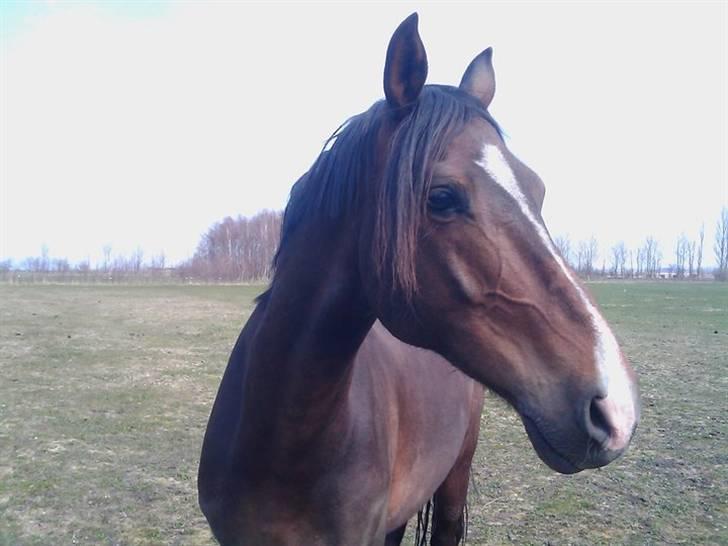 DSP Nørlunds Argentan SOLGT - se mit smukke hoved billede 6