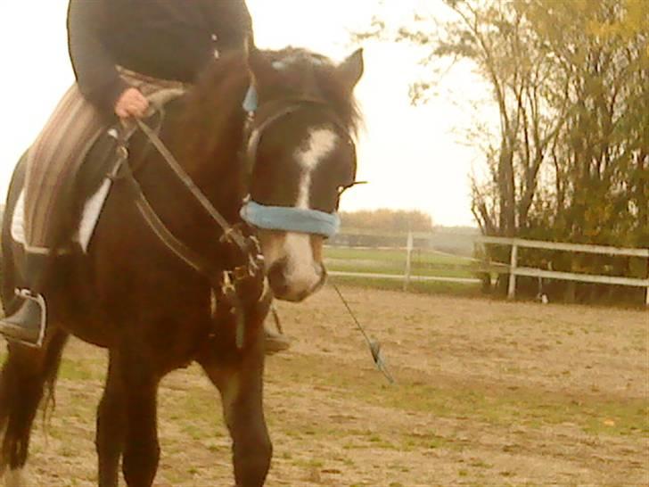 Anden særlig race Oliver *part*<3*SOLGT* - min lille dressur pony! <33 billede 4