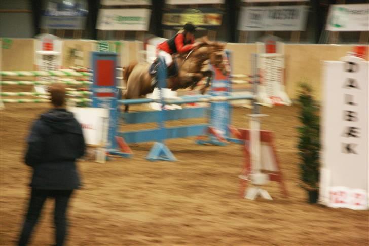 Anden særlig race Vestergårds La Chanta  billede 12