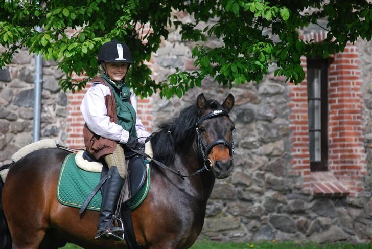 Anden særlig race Prins - Den smukkeste pony i verden.. billede 9