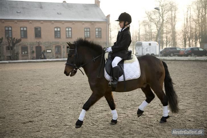 Anden særlig race Prins - En lille ridetur :D billede 16