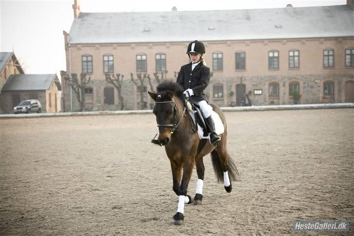 Anden særlig race Prins - En ridetur :D  billede 15