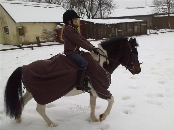 Anden særlig race Nicklas (Solgt) - En ridetur i sneen billede 2
