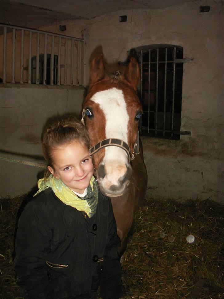 Welsh Mountain (sec A) Hunk - Solgt. billede 15